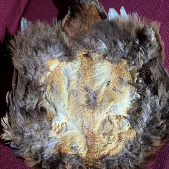 Colorful Taxidermy Pheasant With Tail Wall Mount Flat Display - Picture 7 of 8